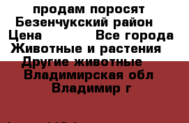 продам поросят .Безенчукский район  › Цена ­ 2 500 - Все города Животные и растения » Другие животные   . Владимирская обл.,Владимир г.